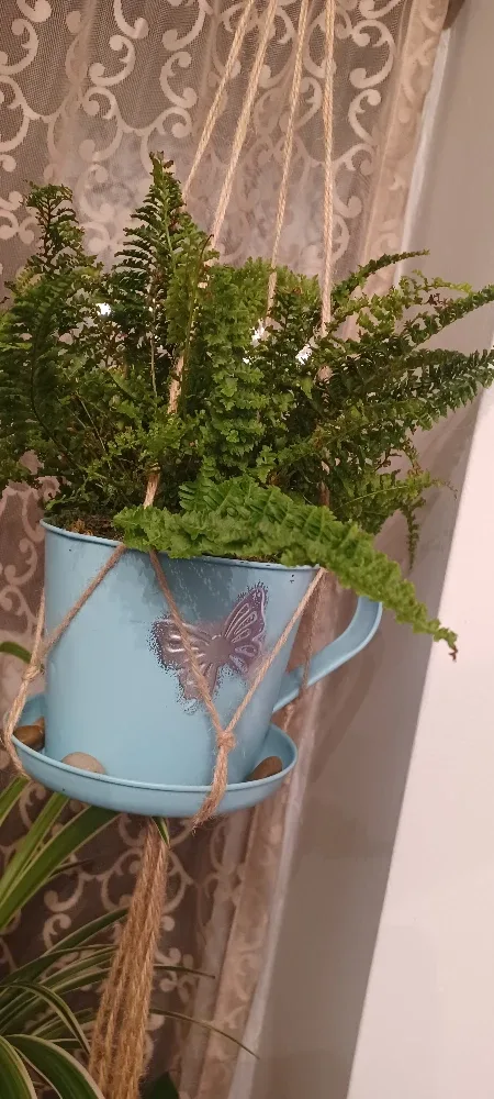 Potted Fern Plant
