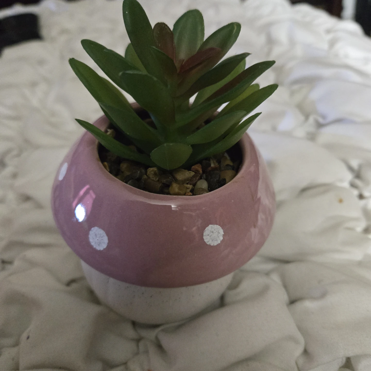 Mushroom Succulent Planter