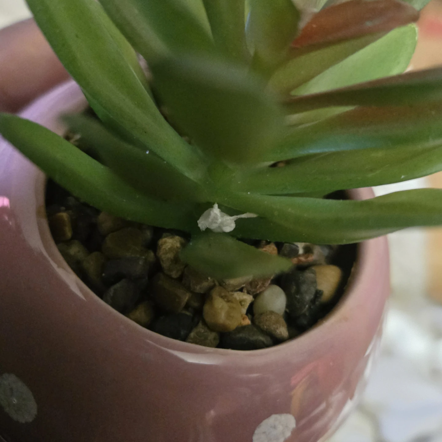 Mushroom Succulent Planter - photo 4