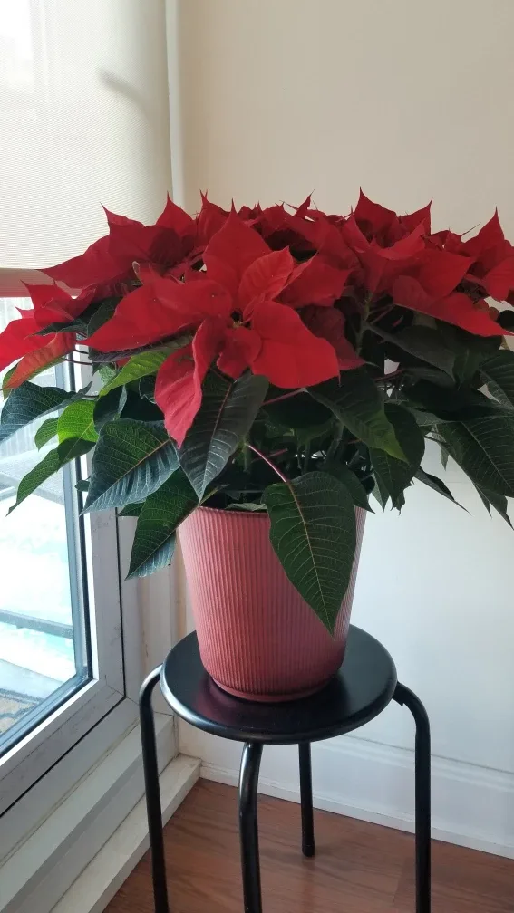 Classic Red Poinsettia and KSP Sprout Stacking Stand