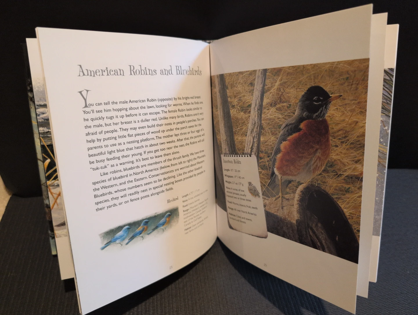 Backyard Birds: An Introduction by Robert Bateman - photo 4