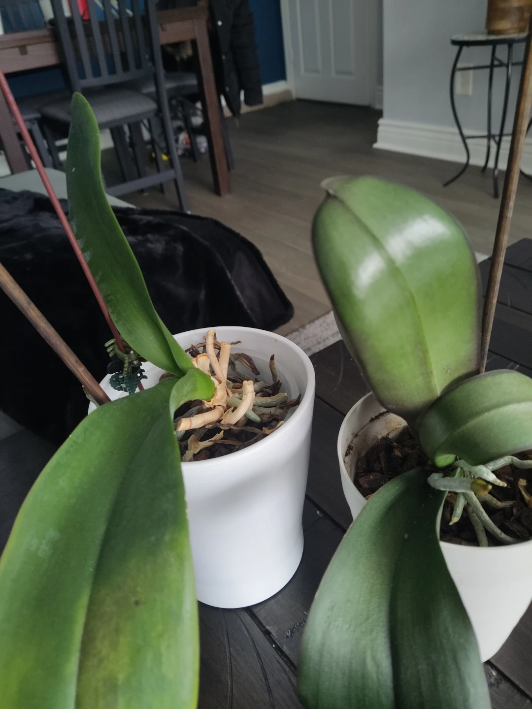 Potted Orchid Plants