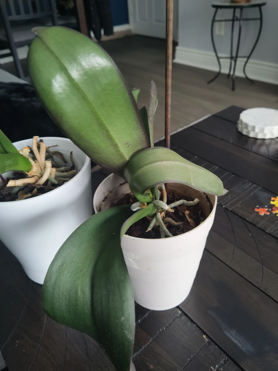 Potted Orchid Plants - photo 2