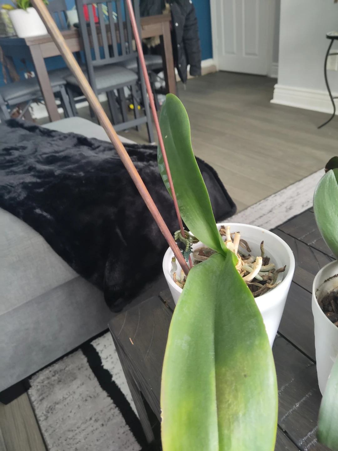 Potted Orchid Plants - photo 3