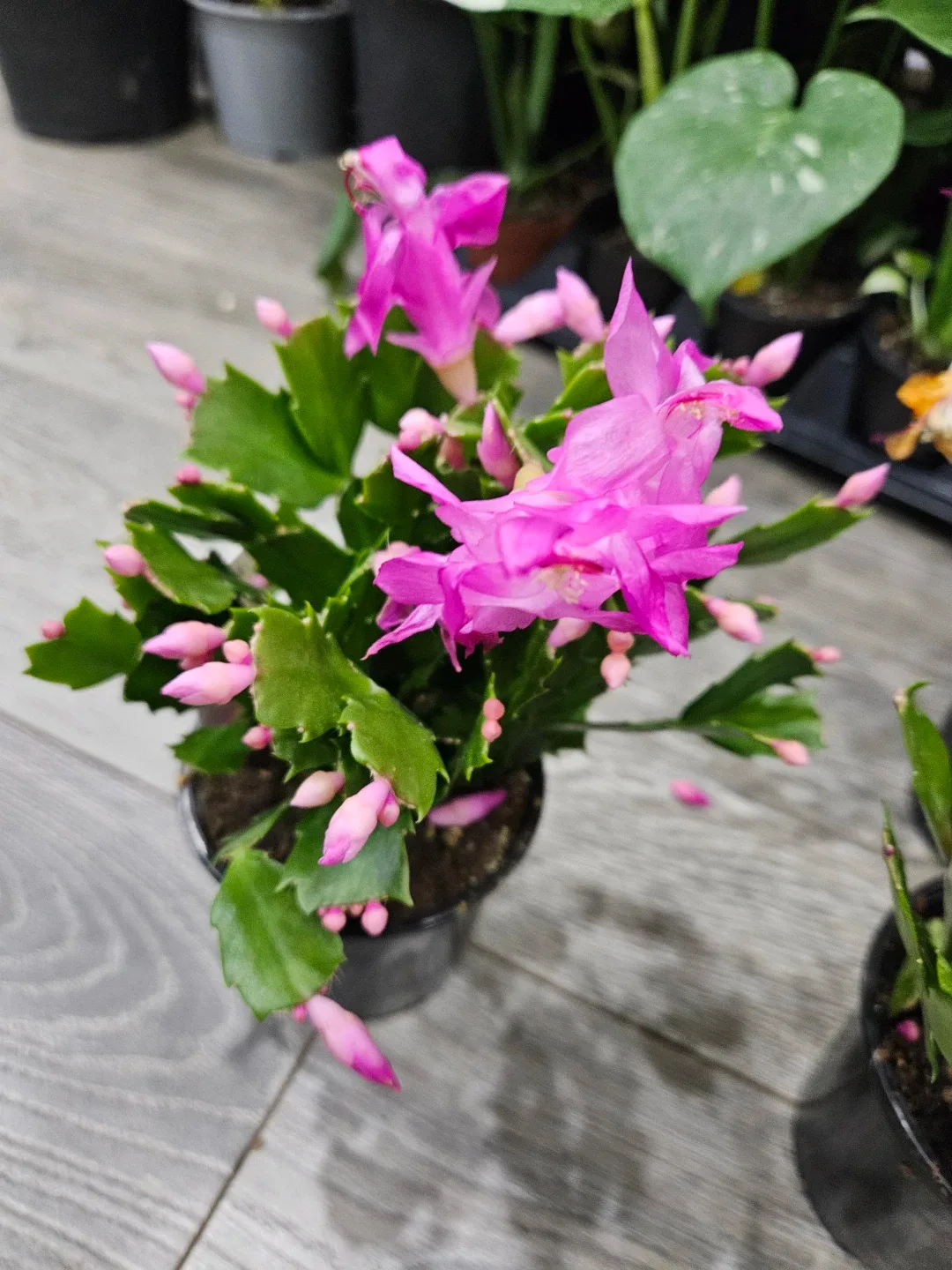 Pink Christmas Cactus Plant image indicator(5)