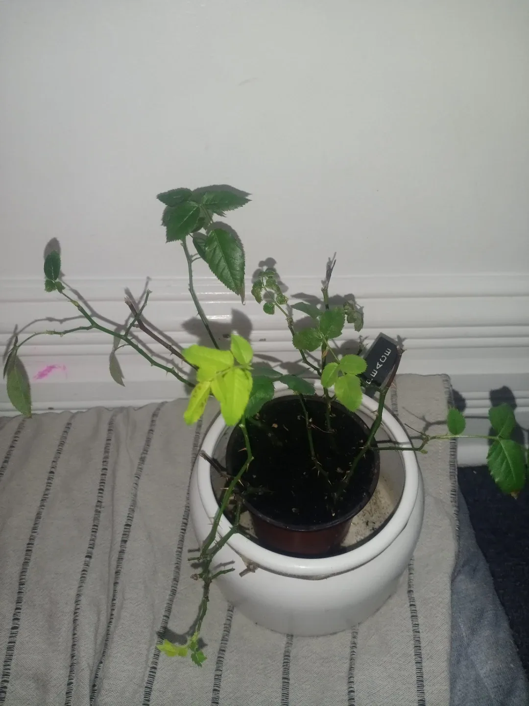 Potted Small Rose Plant (pink)