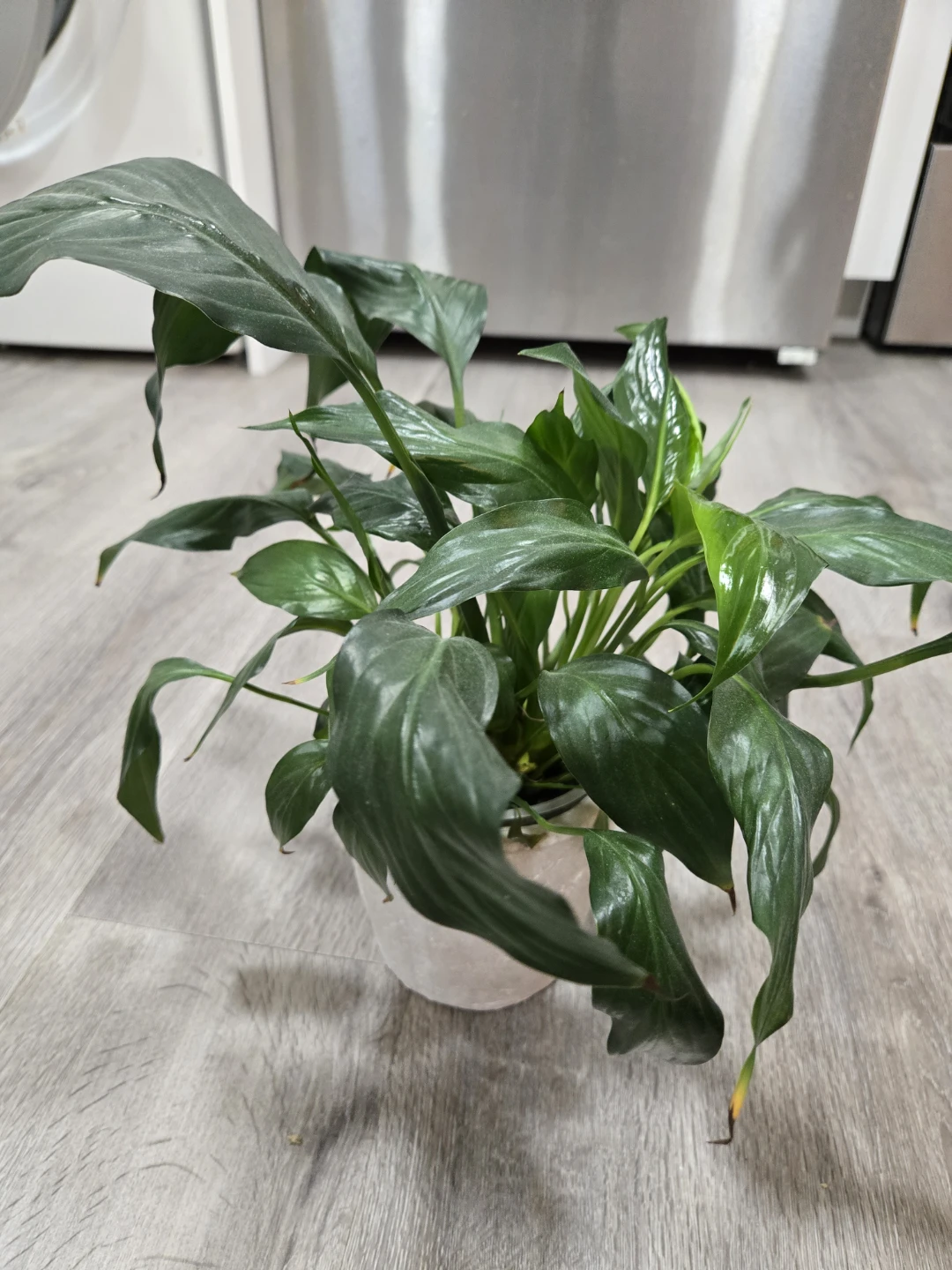 Free plant babies needing new home - photo 5