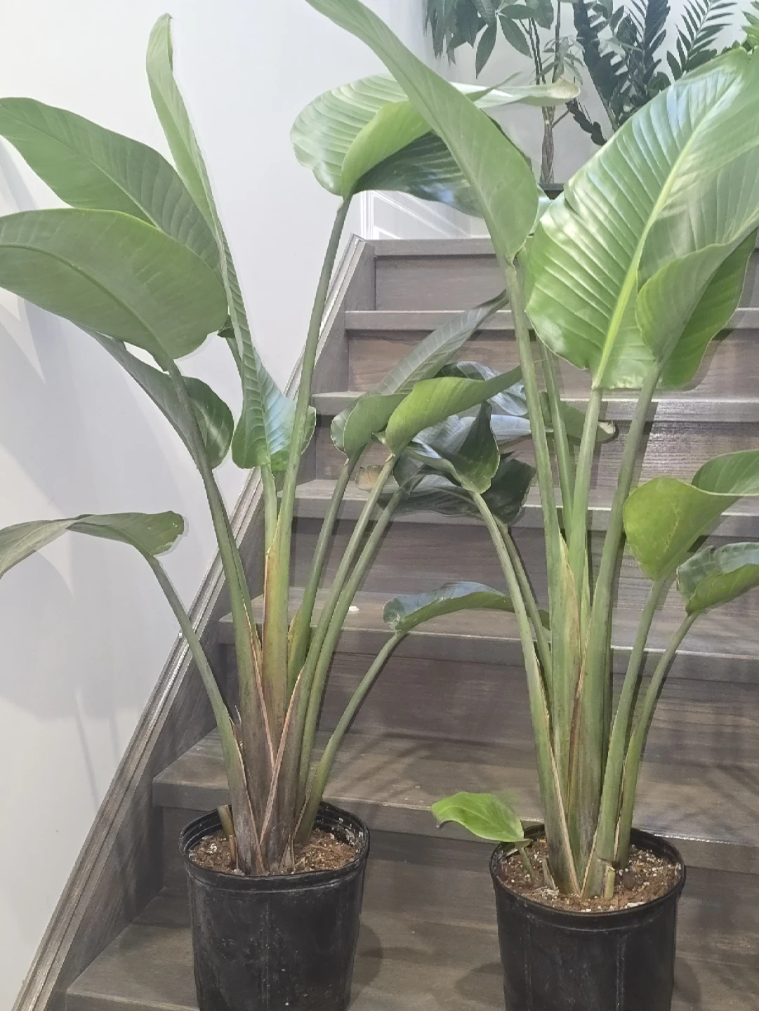 Bird of Paradise Plant.double plant  pot