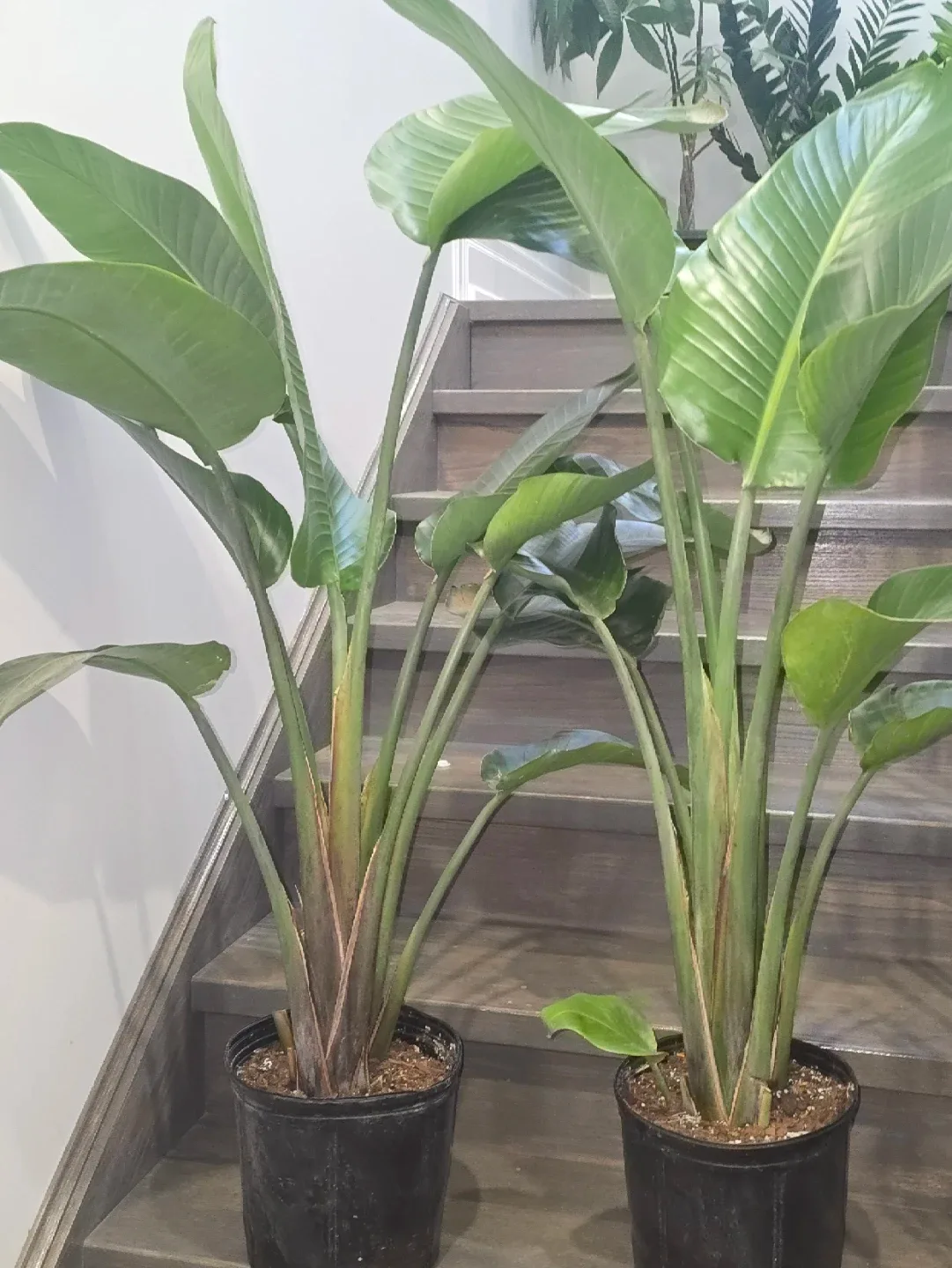 Bird of Paradise Plant.double plant  pot