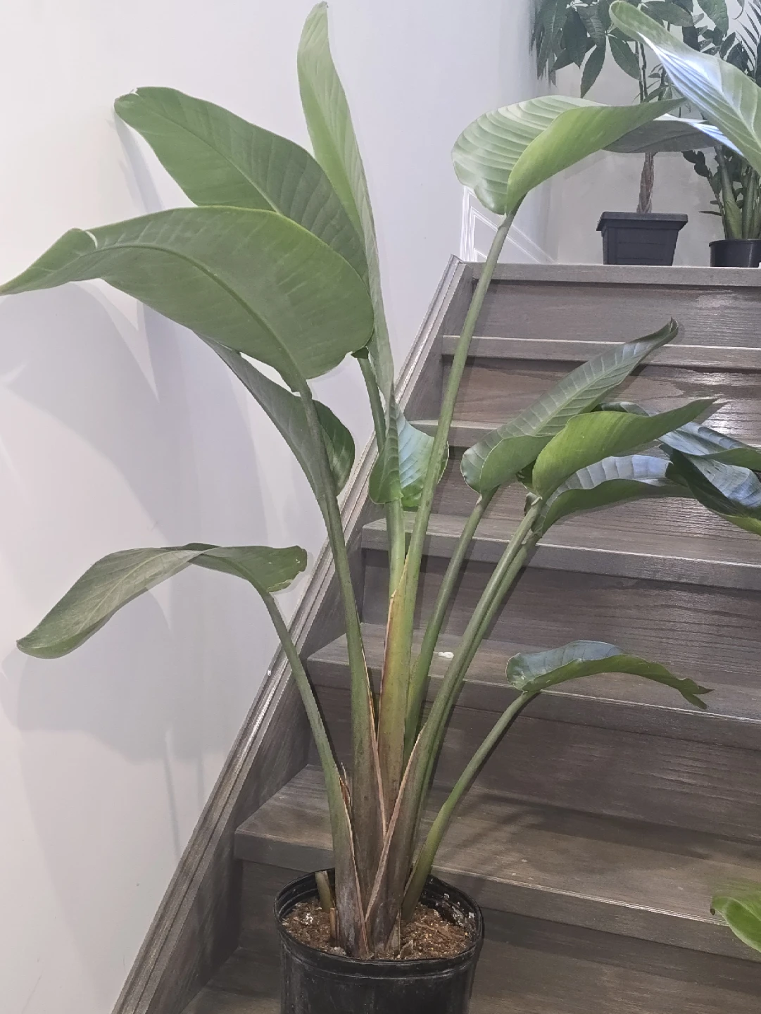 Bird of Paradise Plant.double plant  pot - photo 3