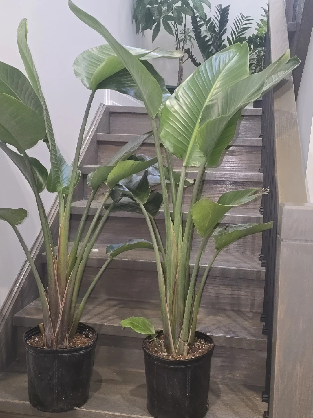 Bird of Paradise Plant.double plant  pot - photo 4