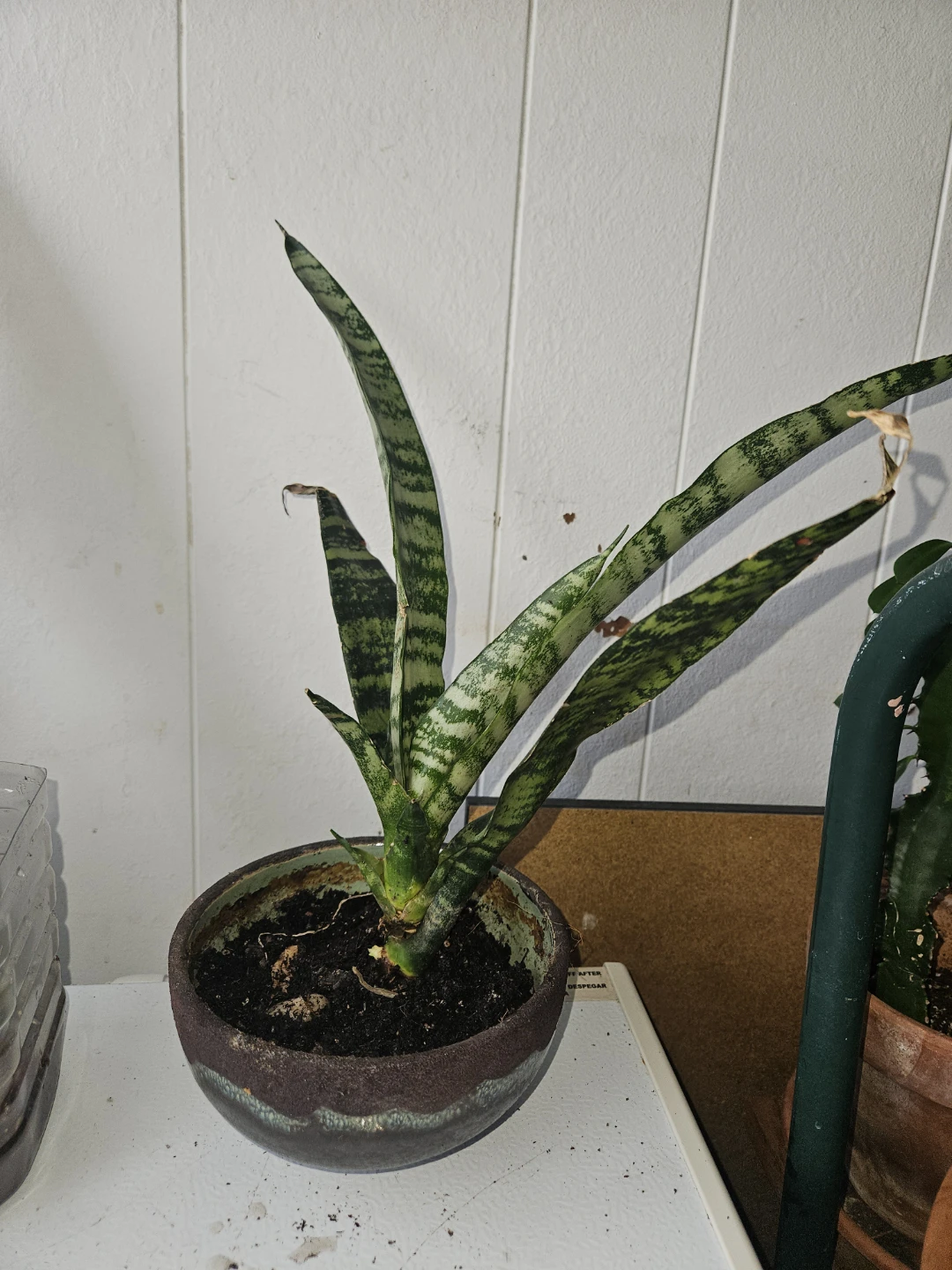 Potted Snake Plant