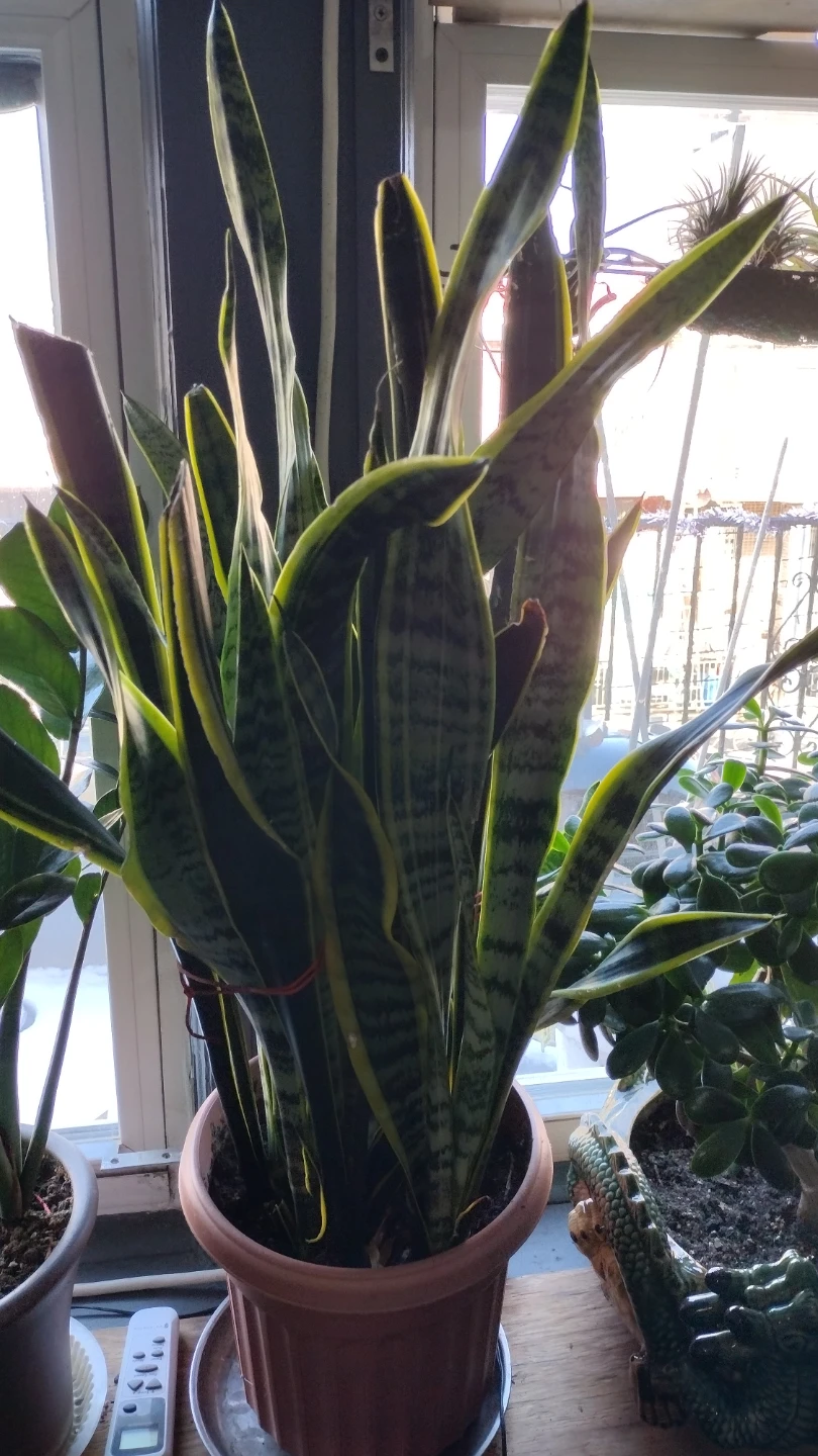 Snake Plant