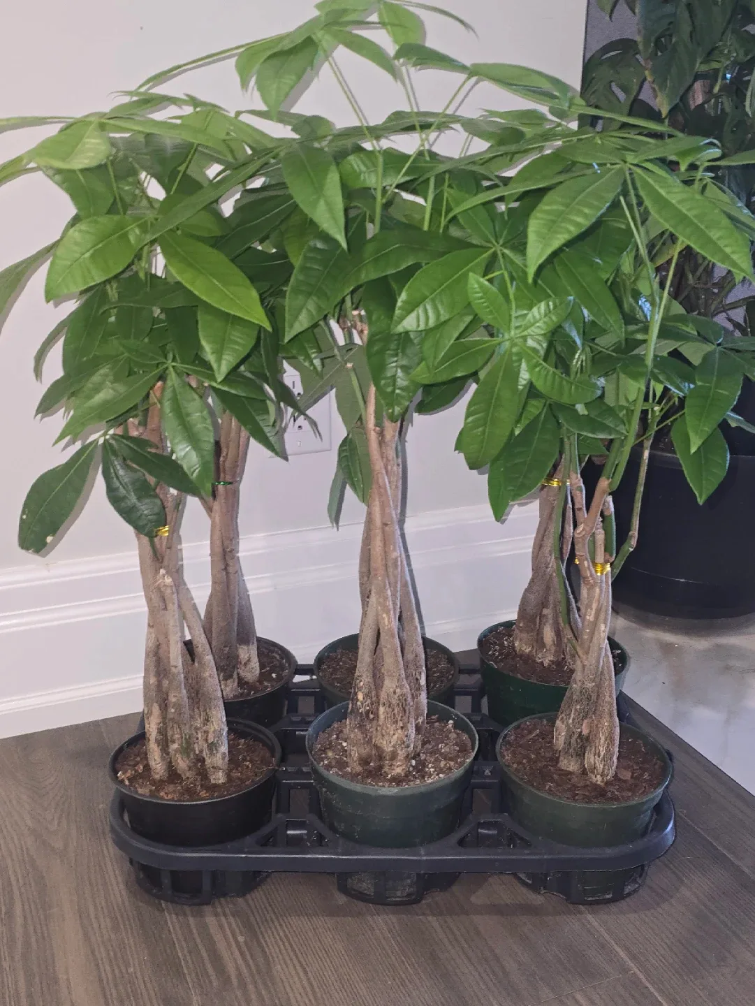 Money Tree Plant image indicator(2)