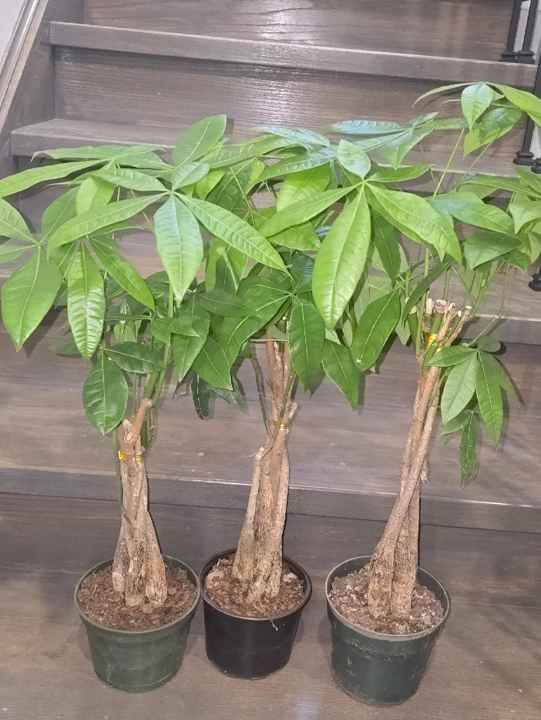 Money Tree Plant image indicator(3)