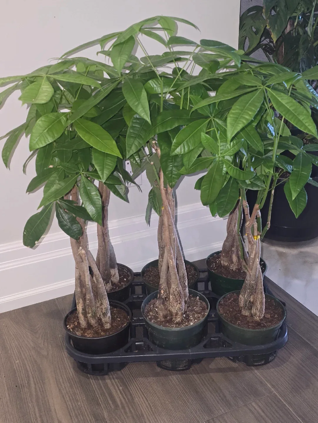 Money Tree Plant image indicator(4)