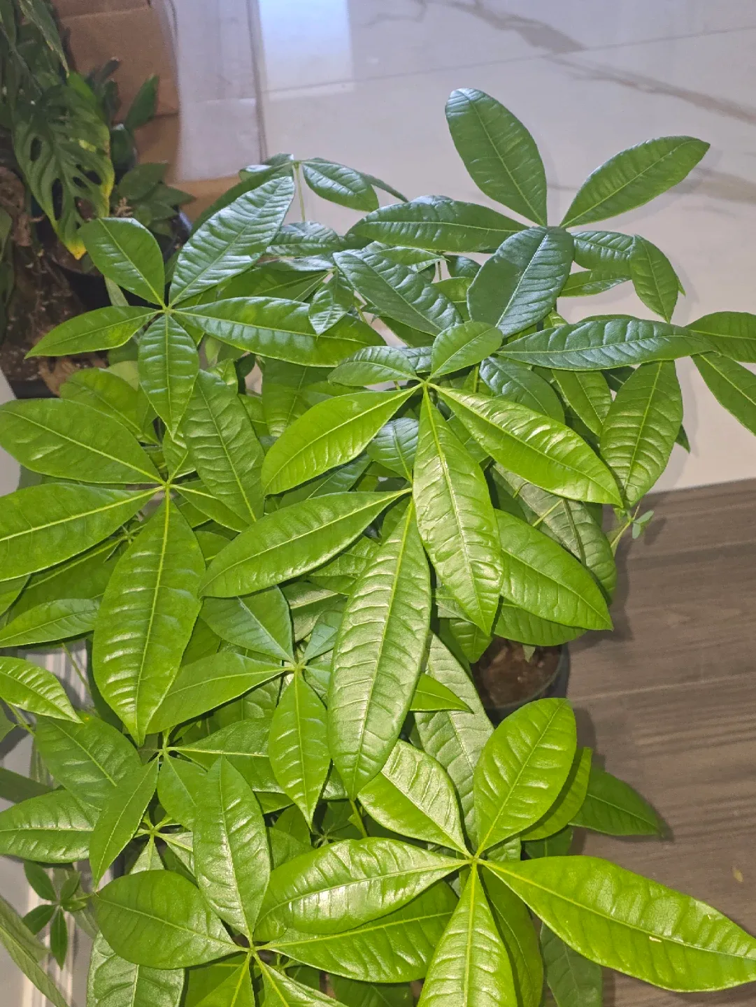 Money Tree Plant image indicator(5)