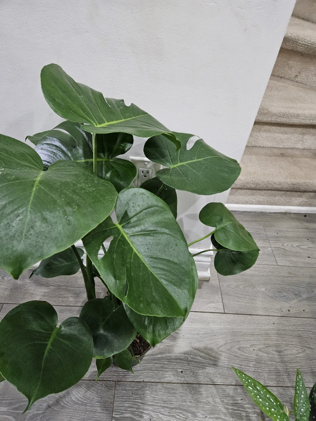 Monstera Deliciosa Plant - photo 5