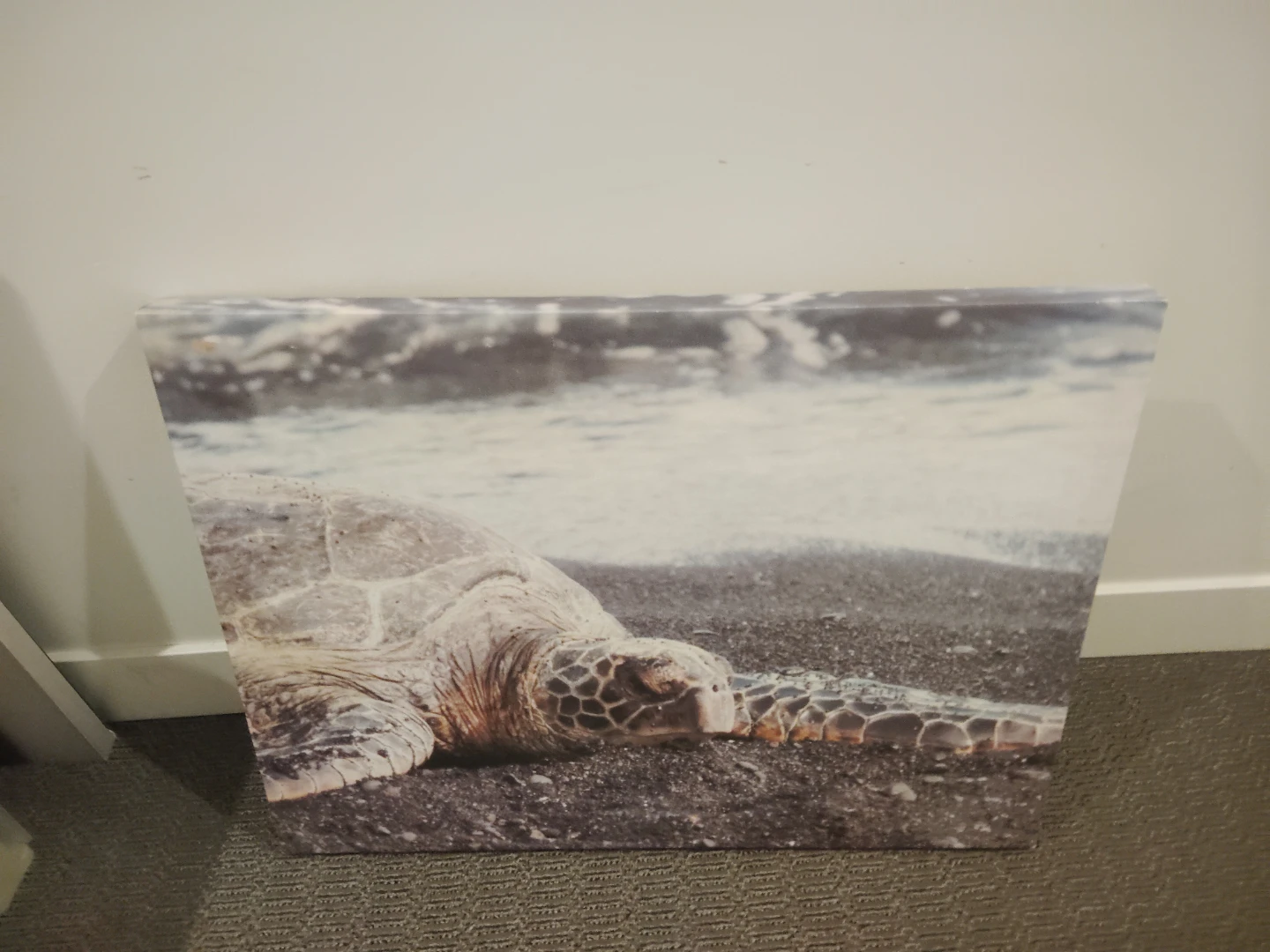Turtle Canvas Wall Art - photo 3