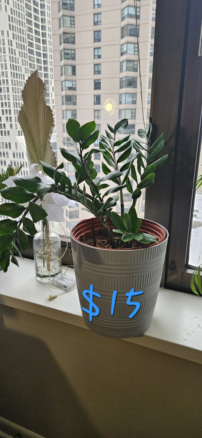 ZZ Plant with Pot - $15