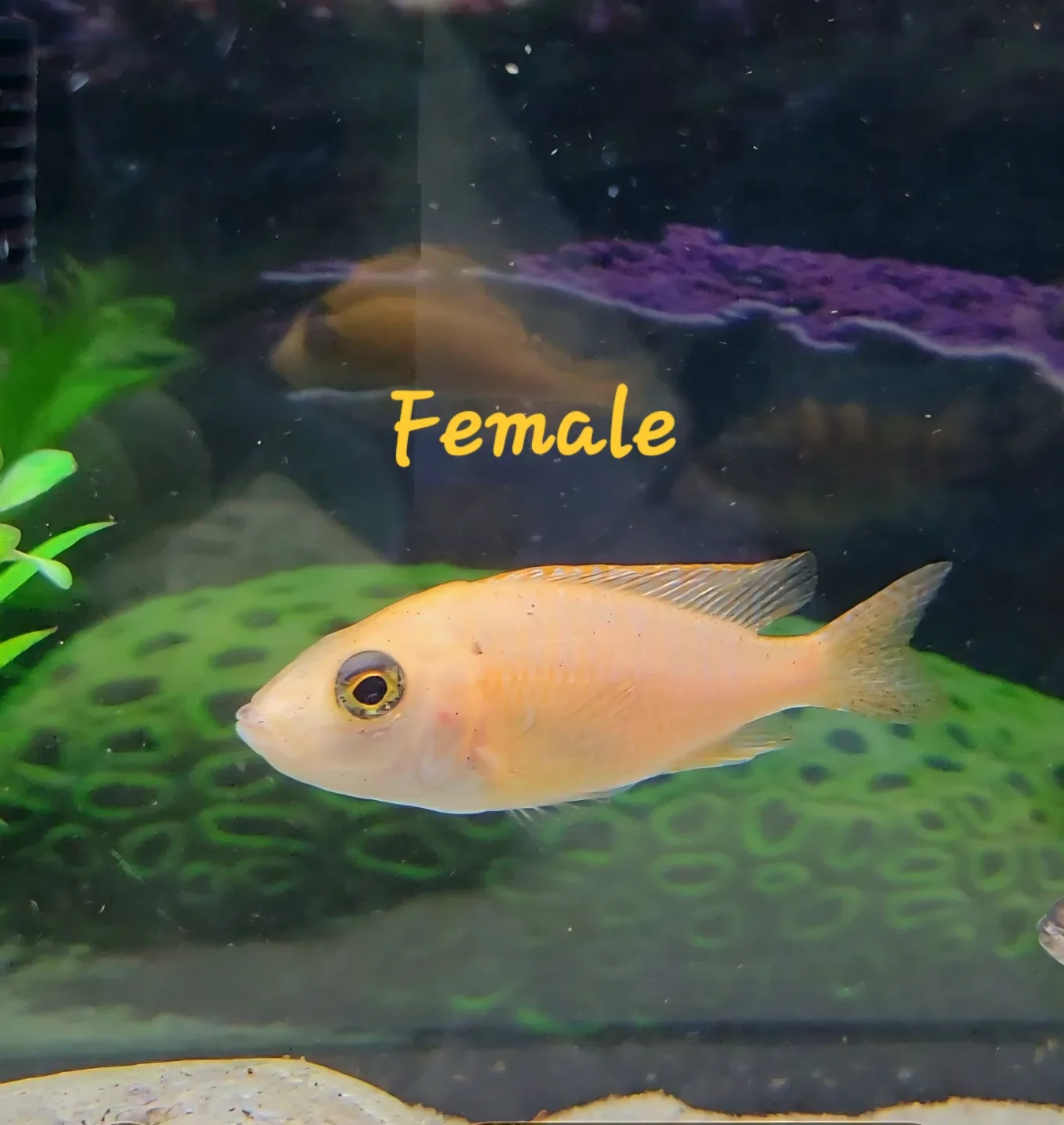 African Chiclids image indicator(5)