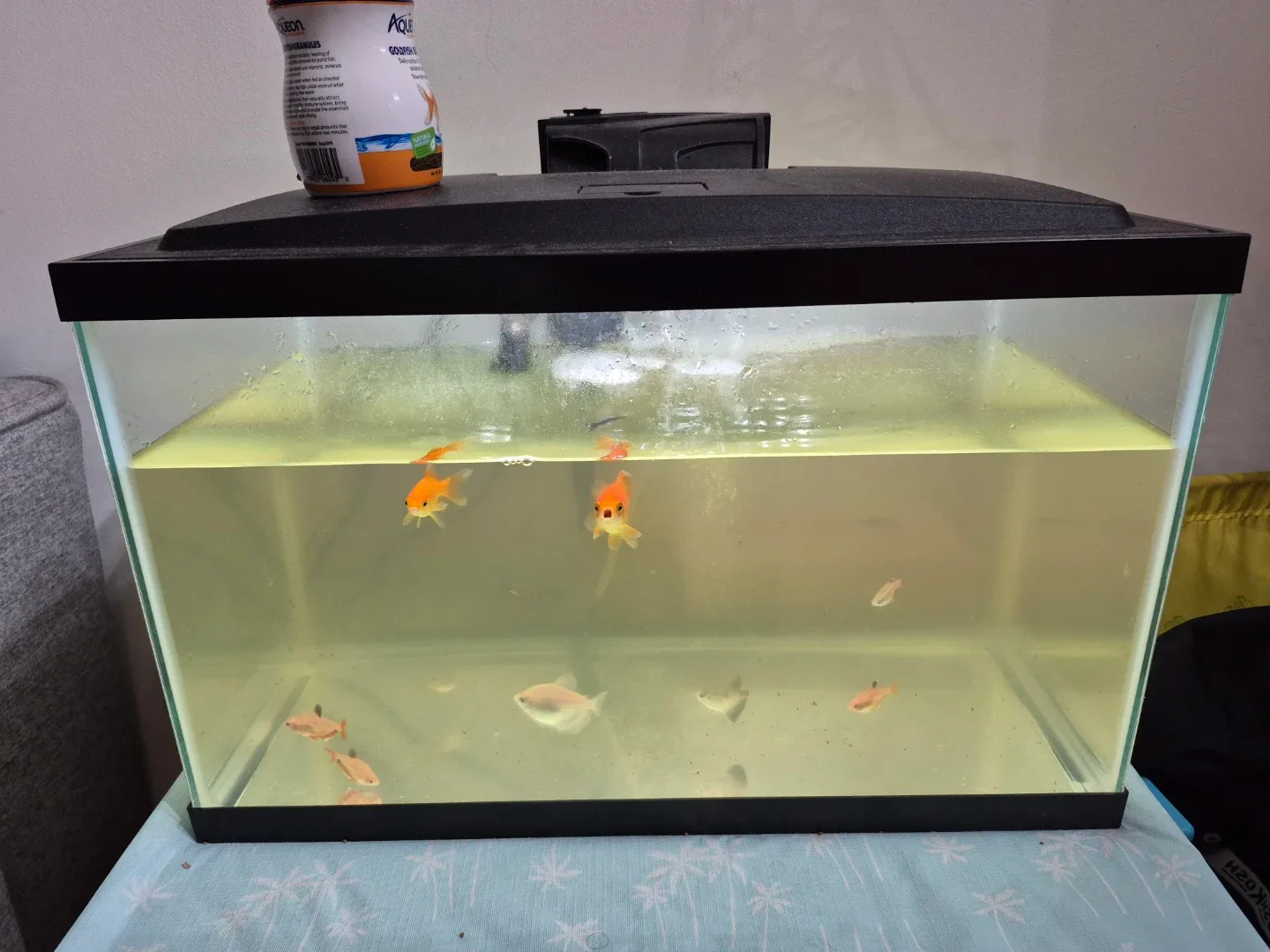 Fish tank with fish and accessories