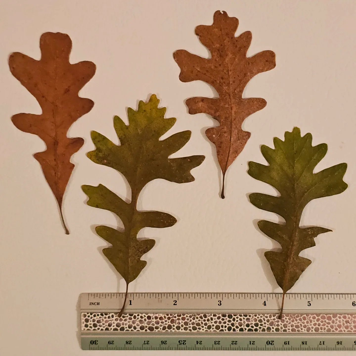Dried and Pressed Oak Leaves image indicator(2)