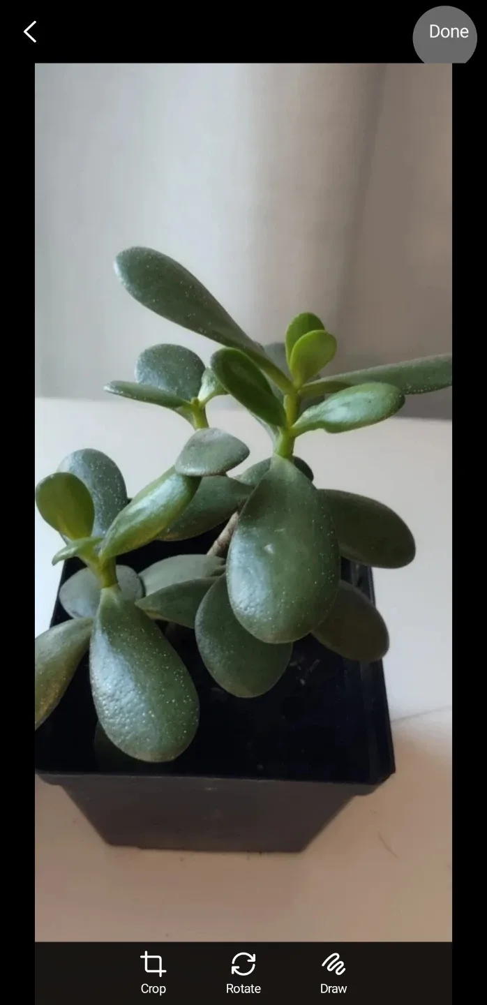 Two Jade Plants in Black Pots 8.5" -#Cleanout image indicator(2)