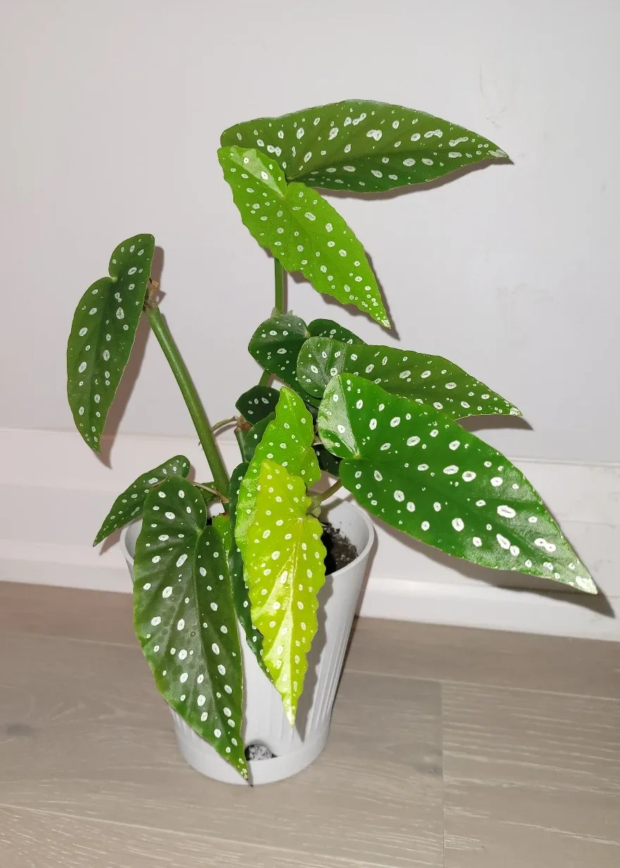 Polka Dot Begonia in White Pot