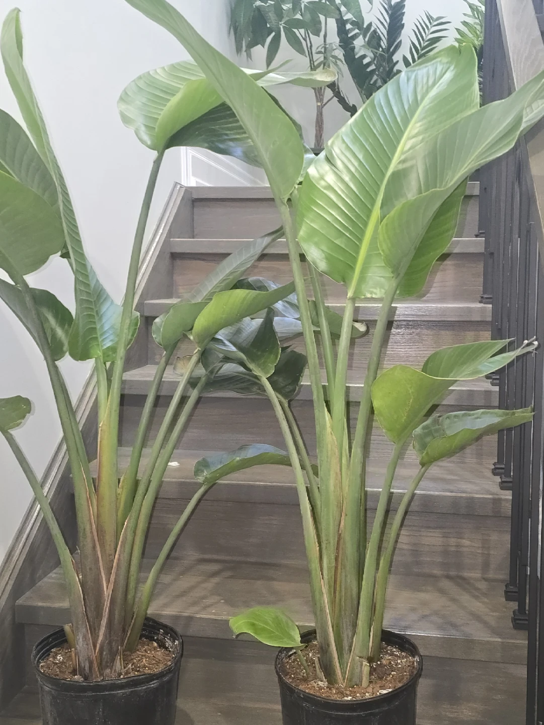 Bird of Paradise Plant.double plant  pot - photo 2