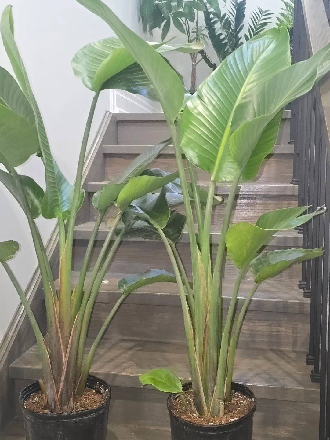 Bird of Paradise Plant.double plant  pot image indicator(2)