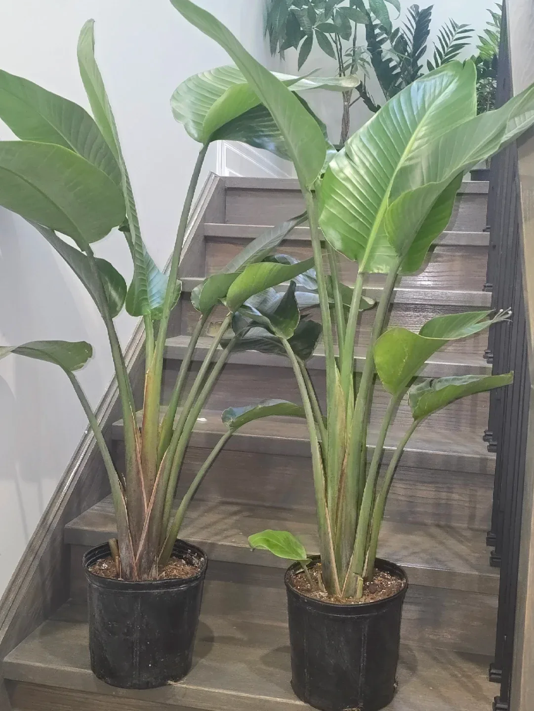 Bird of Paradise Plant.double plant  pot image indicator(5)
