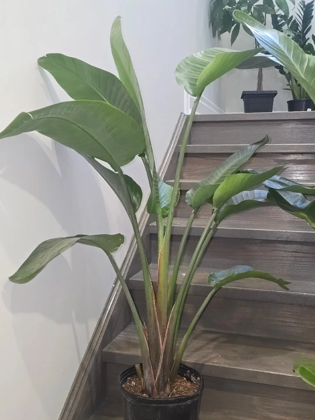 Bird of Paradise Plant.double plant  pot image indicator(6)