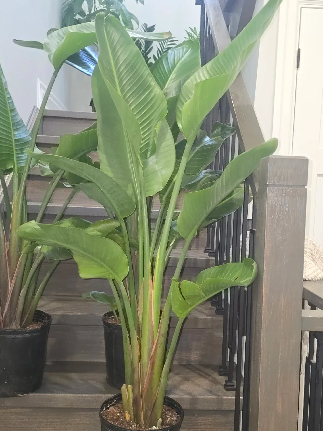 Bird of Paradise Plant.double plant  pot image indicator(7)
