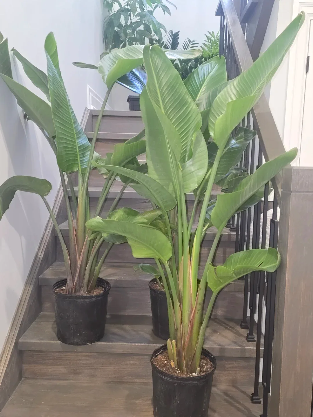 Bird of Paradise Plant.double plant  pot image indicator(8)