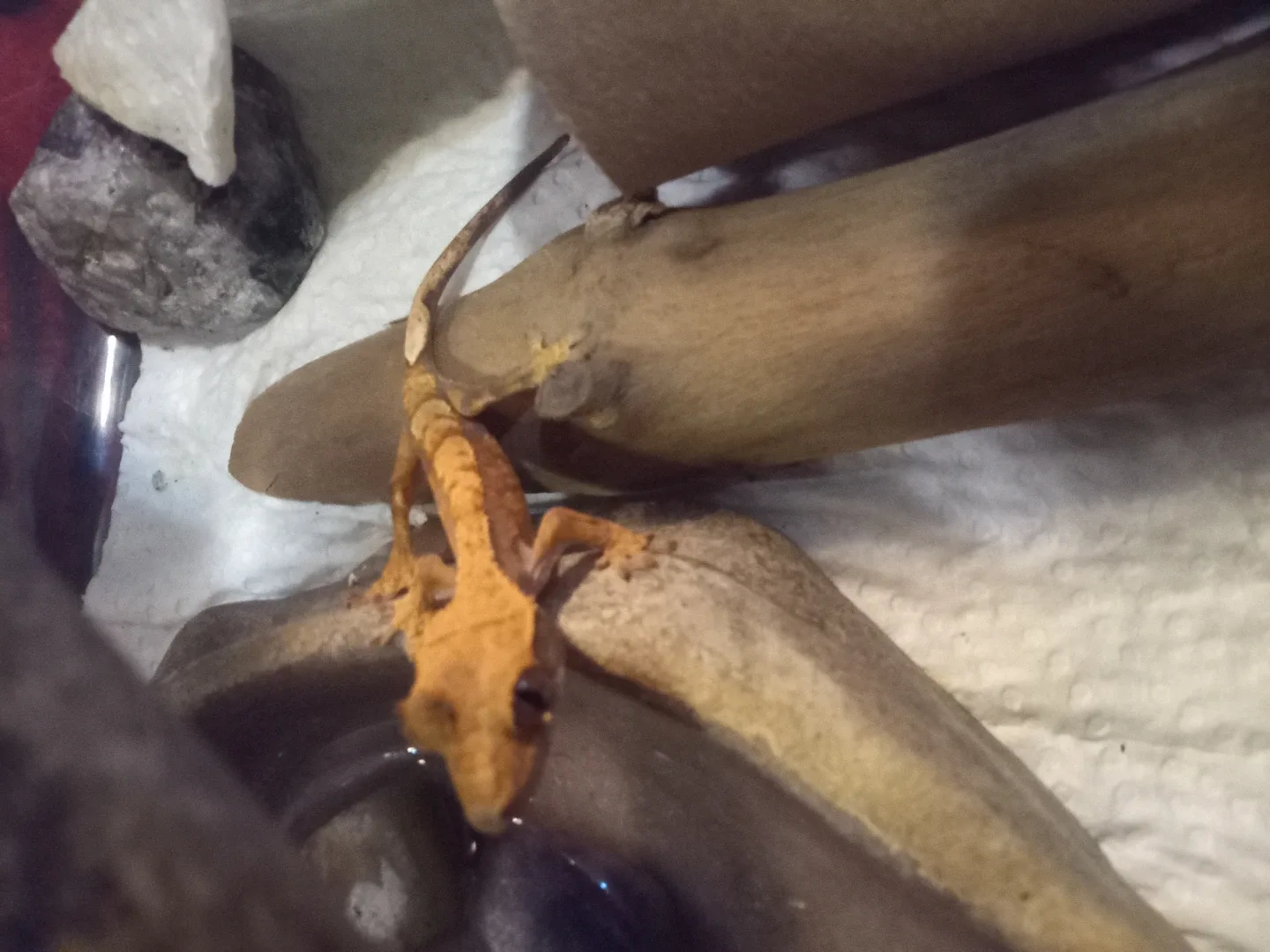 Baby Crested Gecko's image indicator(2)