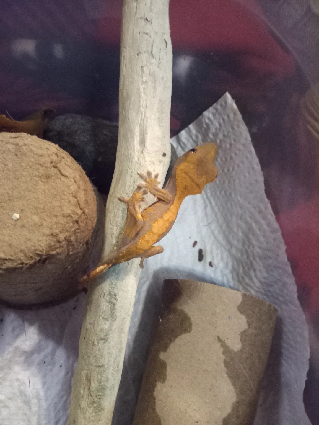 Baby Crested Gecko's image indicator(4)