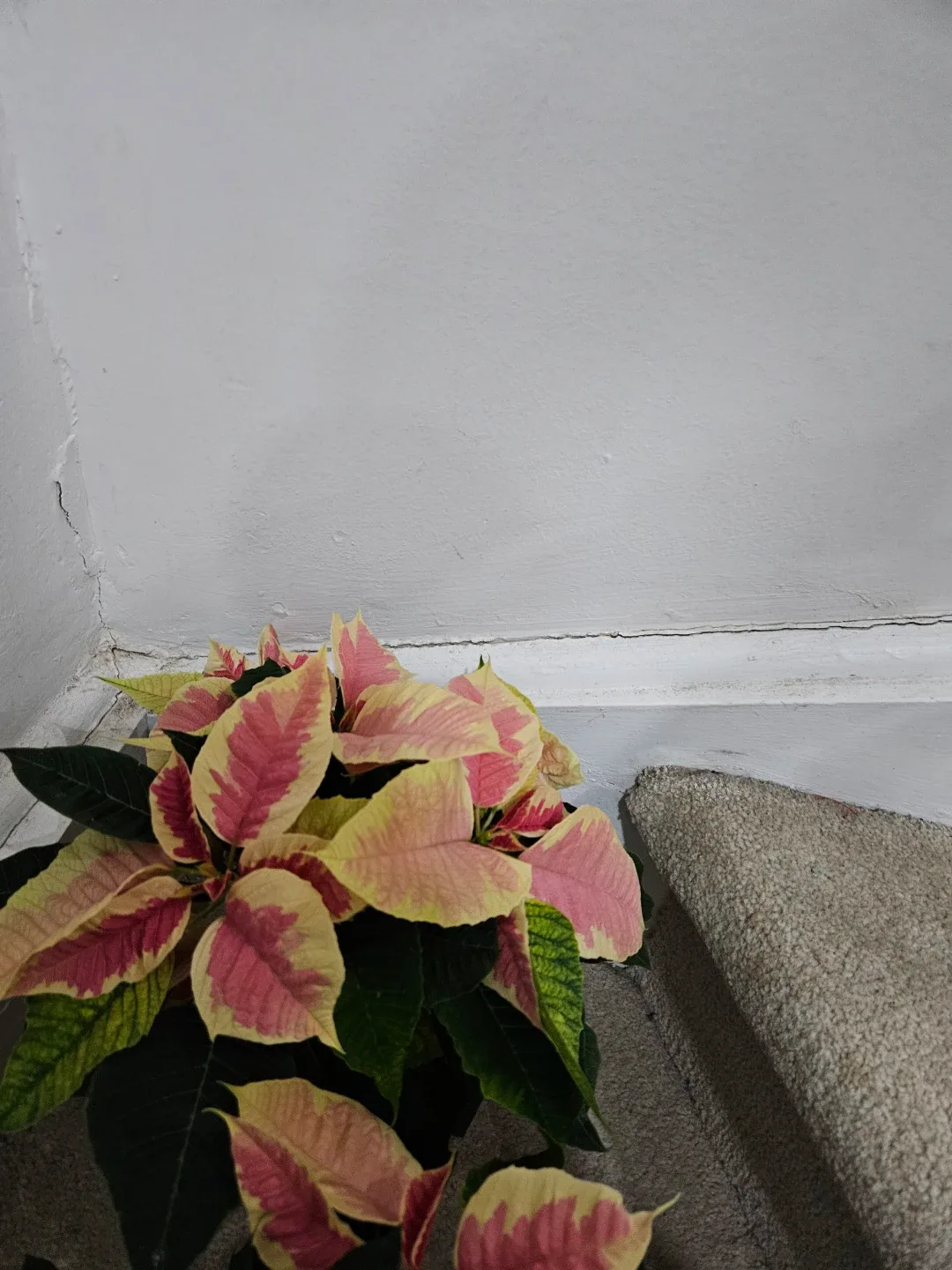 Poinsettia plant image indicator(2)