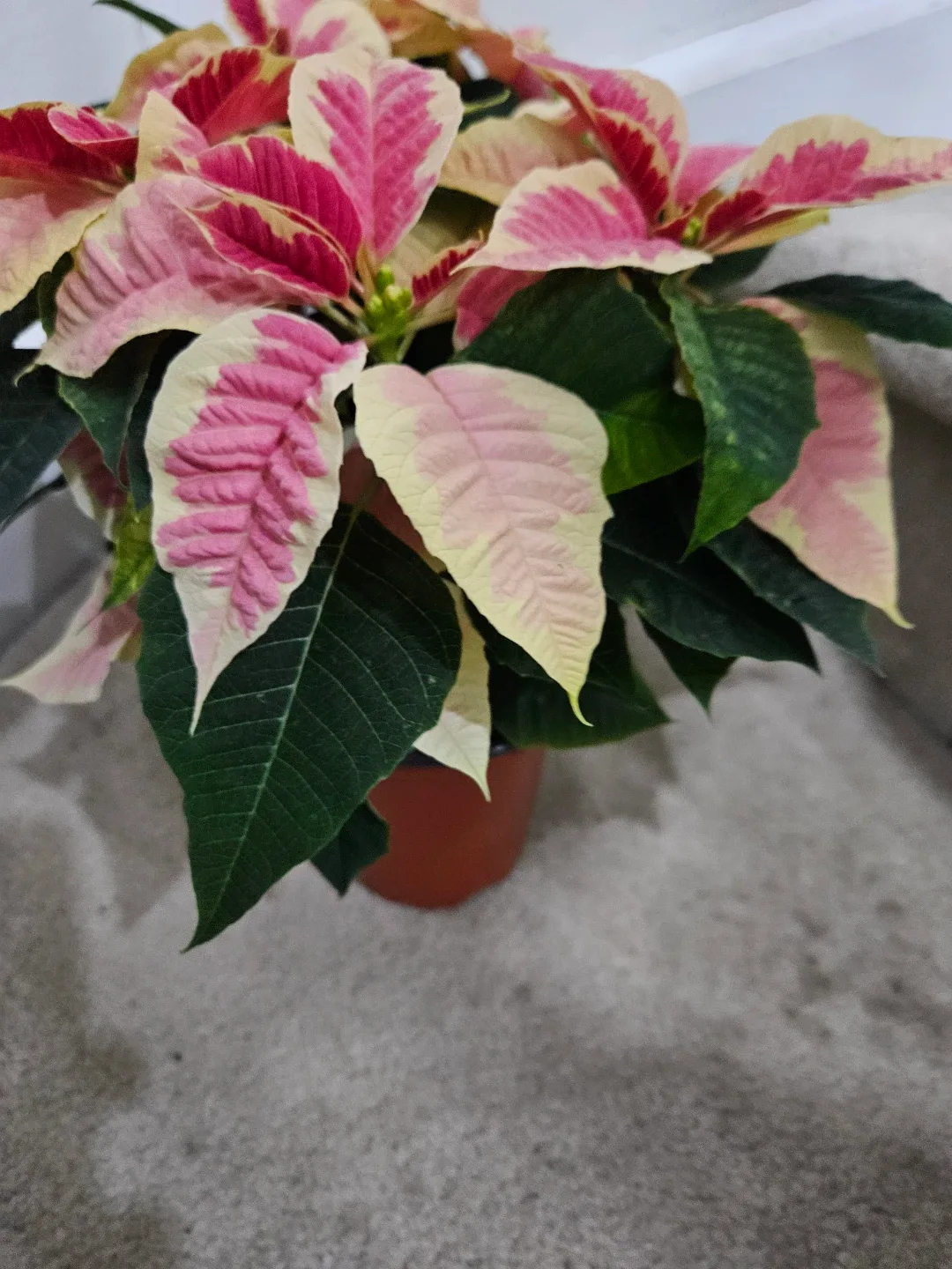 Poinsettia plant image indicator(5)