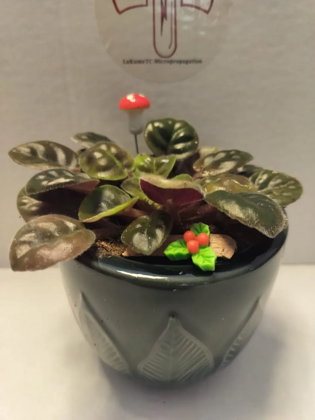 🌿 Healthy Plants in Custom 3D Printed Planters image indicator(6)