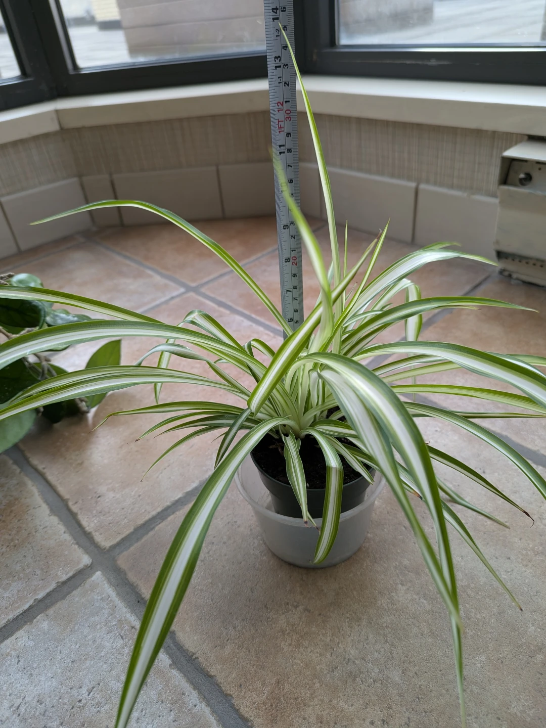 Indoor plants - Hoya Carnosa, Spider Plant and Indian Borage - photo 5