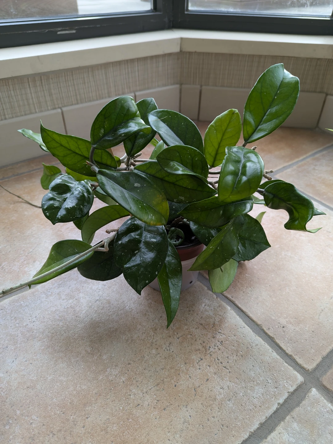 Indoor plants - Hoya Carnosa, Spider Plant and Indian Borage - photo 2