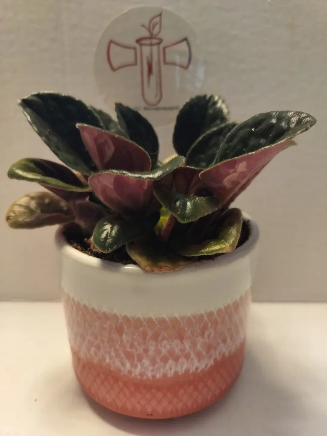 🌿 Healthy Plants in Custom 3D Printed Planters image indicator(7)