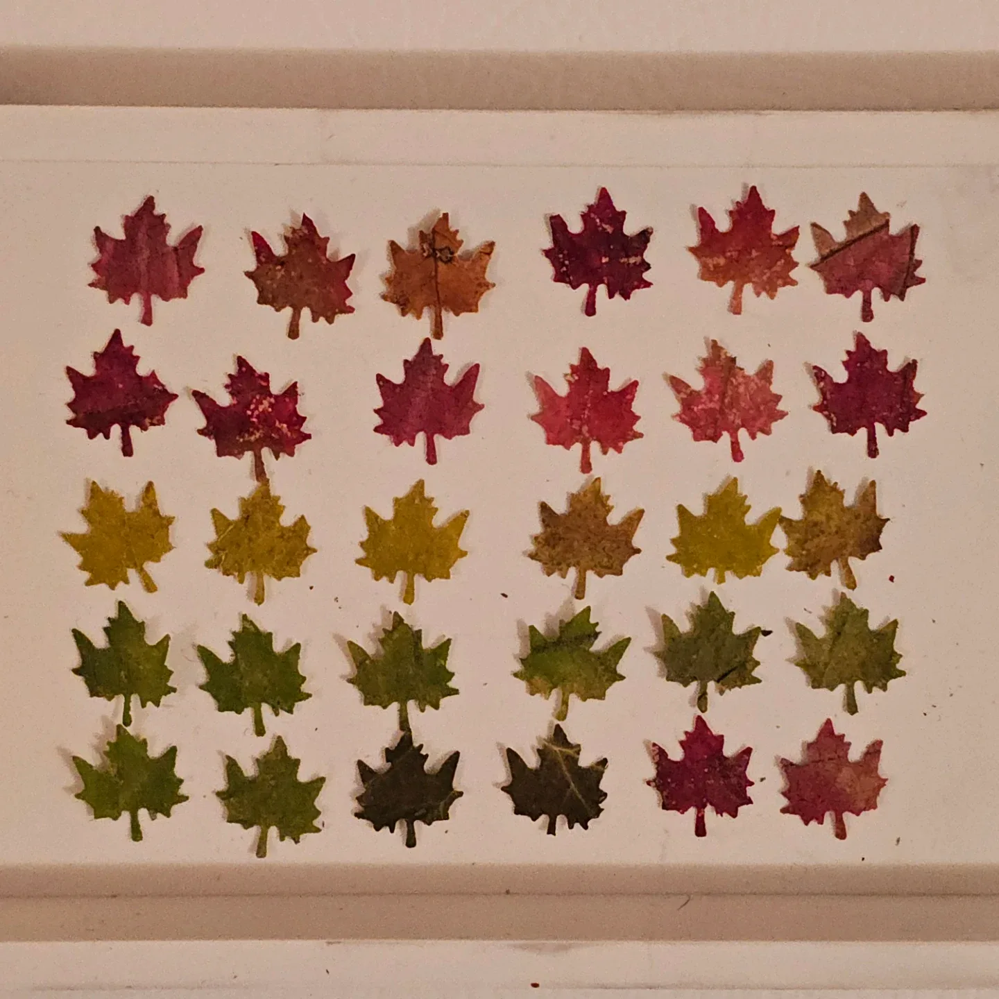 30 Minature Maple Leaf Shapes