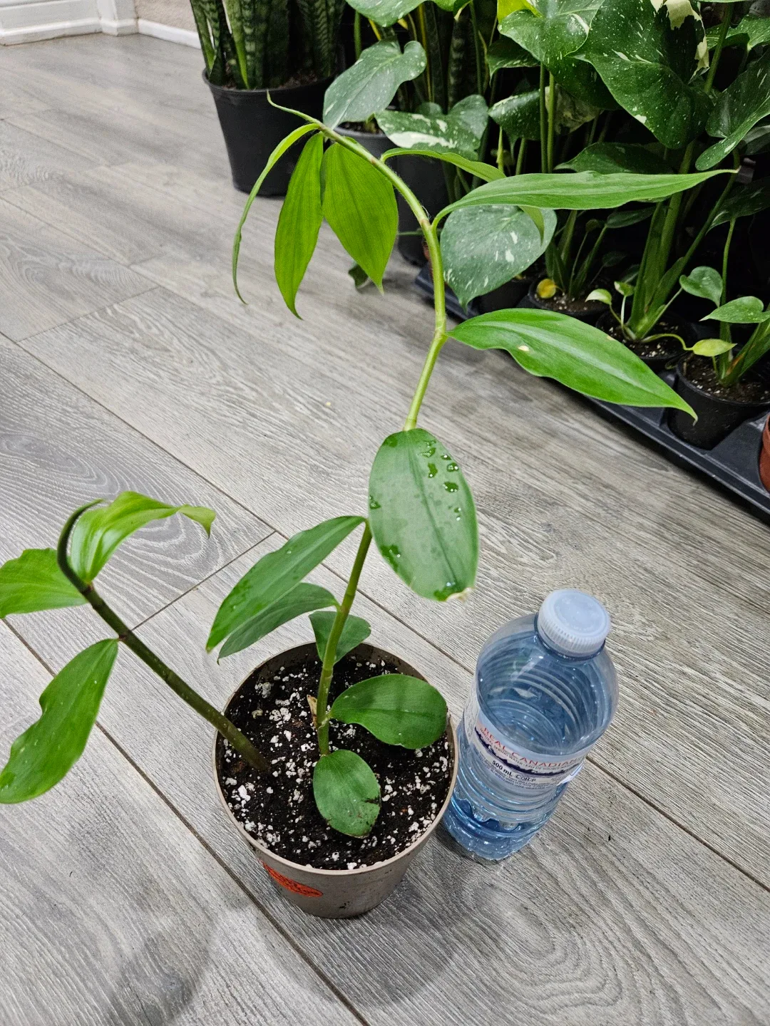 Insulin plant image indicator(3)