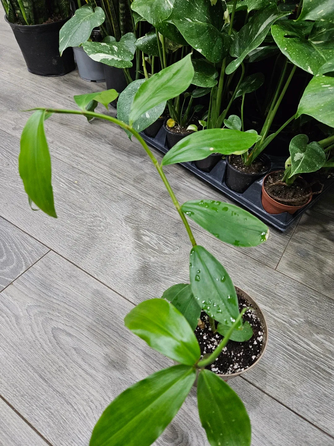 Insulin plant image indicator(4)