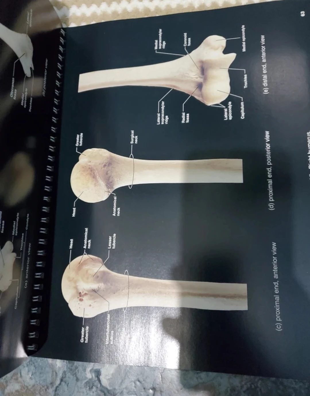 A Brief Atlas of the Human Body - photo 2