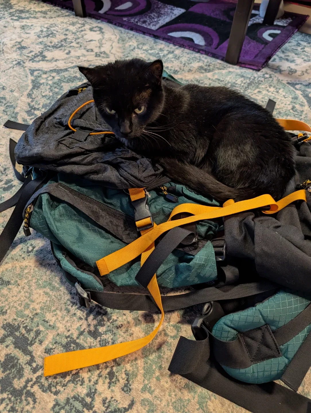 Hiking camping Backpack - Green & Black image indicator(3)