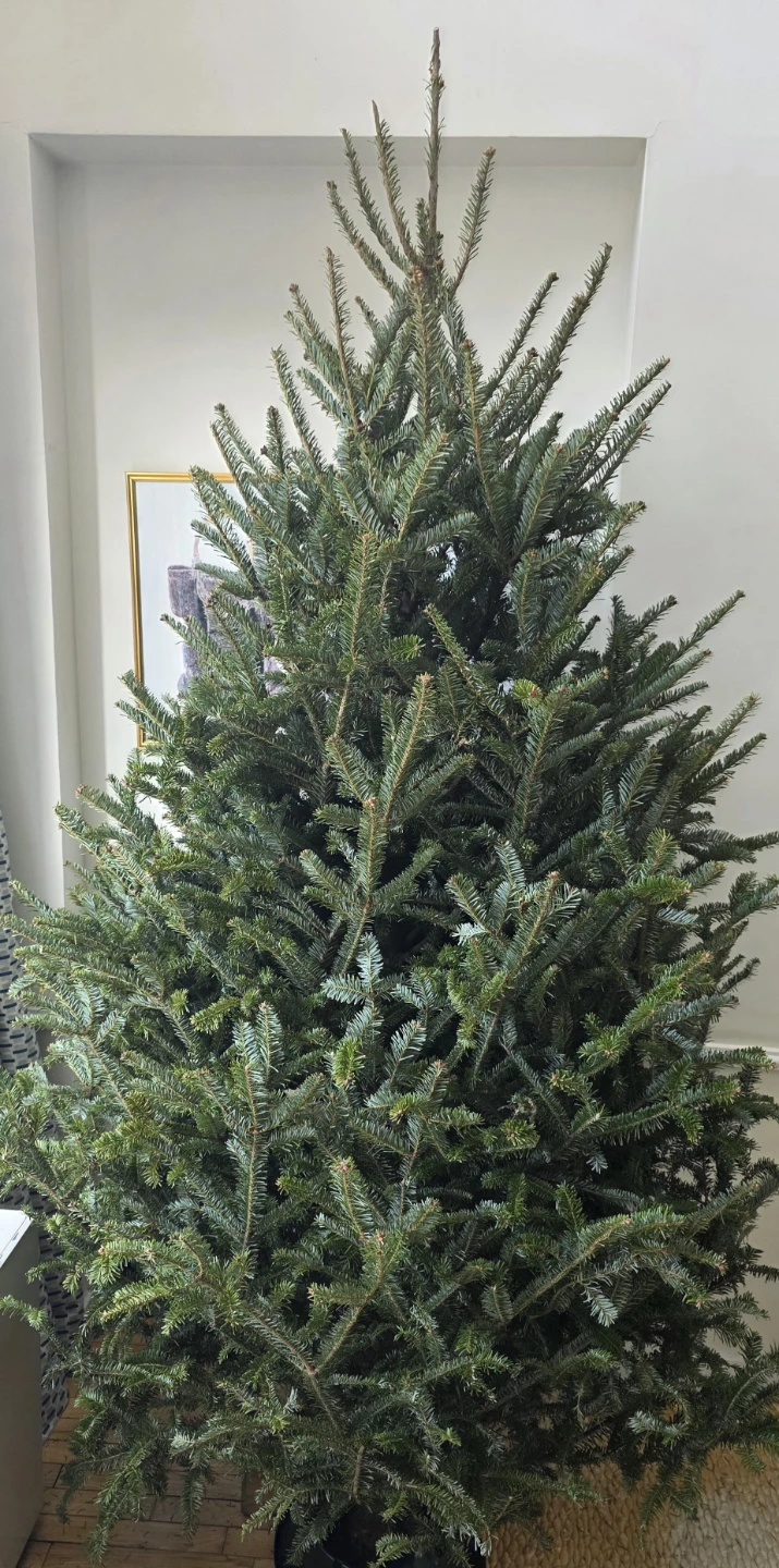 Real Christmas Tree 7ft