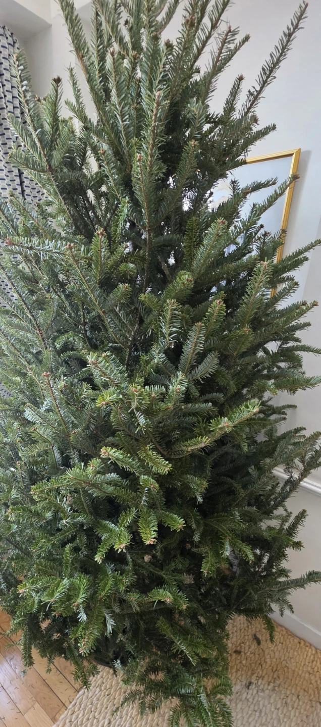 Real Christmas Tree 7ft - photo 2